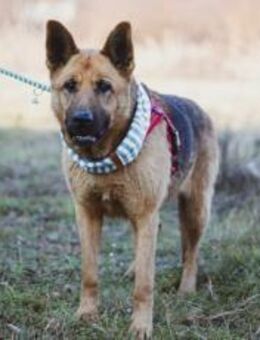 Ariana möchte deine Begleiterin werden! - München