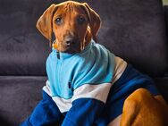 Rhodesian Ridgeback - Landshut