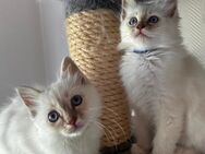 Zwei Heilige Birma Kitten suchen ein liebevolles Zuhause 🐾 - Neuenstein (Hessen)