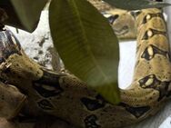 Boa constrictor - Ascheberg (Holstein)