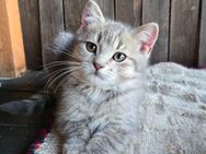 Britisch Kurzhaar Kitten BKH - Lübbenau (Spreewald)