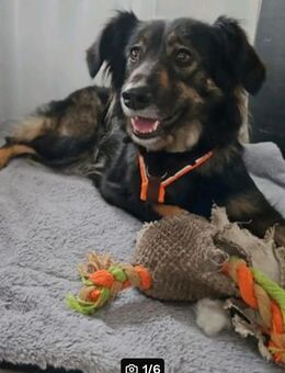 Nelly sucht ihr Für-Immer-Zuhause - Schwerte (Hansestadt an der Ruhr)