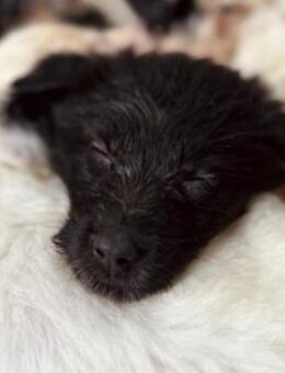 Wunderschöne, kleine Myrte - Kallmünz