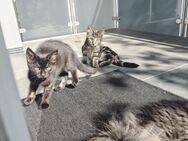 Maine Coon Mischling - Bielefeld
