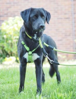 Pauline, liebevolle Junghündin,1J 34393 - Vaterstetten
