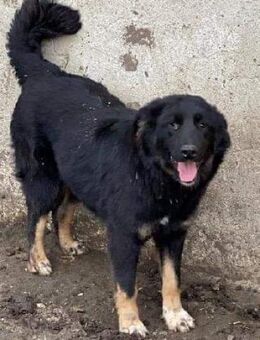 Pimpf sucht Halt - Steinhagen (Nordrhein-Westfalen)