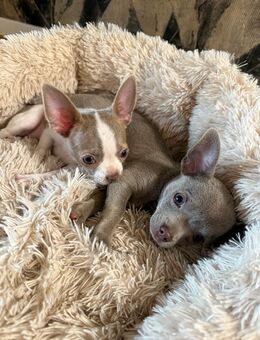 Chihuahua welpen Kurzhaar Apfelkopfform - Hanau (Brüder-Grimm-Stadt) Wolfgang