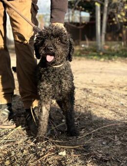 Felda - liebe Hündin sucht ihr Zuhauses - Köln