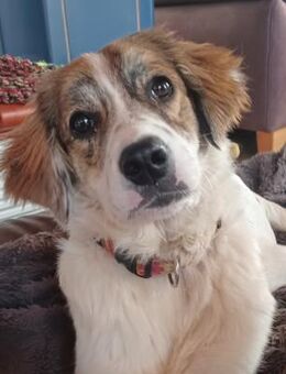 wunderschöne Mila ❤️ - Winsen (Aller)