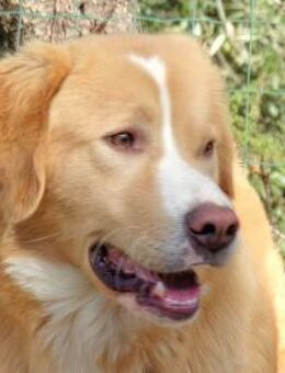 AURELIO - so ein hübscher Bub - Regensburg