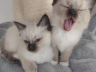 Heilige Birma Kitten 2 Jungs - Wittmar