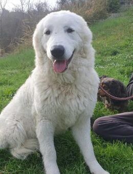 Lara - wunderschöne Abruzzenhündin - Marienfließ