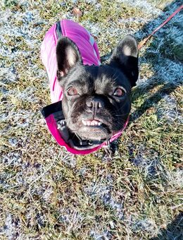 Französische Bulldogge (weiblich) sucht ihr für-immer-Zuhause - Mittweida