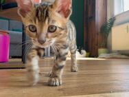 verkaufe reinrassigen Bengalkater - Weißenfels