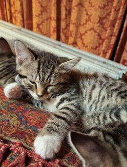 Junge Katze - Werne