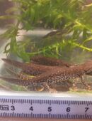Molche Kammmolche triturus cristatus in 41564
