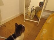 Unkomplizierter Kater Mimoso - Bad Camberg