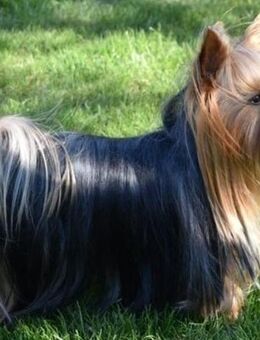 Reinrassige Yorkshire-Terrier mit Ahnentafel - Garrel