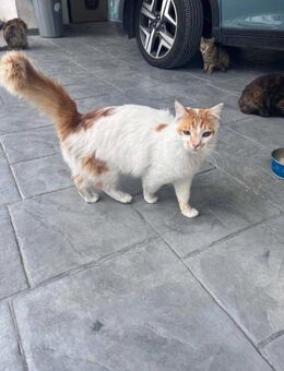 Starburst - mit dem Eichhörnchenschwanz - Kirchheim (München)