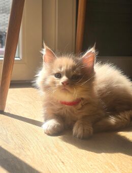 Maine Coone Kitten - Stuhr