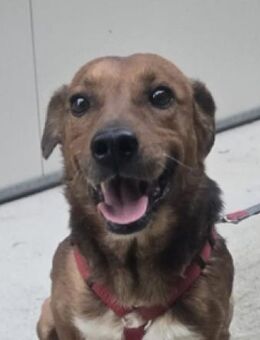 HOOD wünscht sich eine Familie - Gefrees