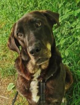 ZOE die große, sanftmütige Schönheit - Berlin