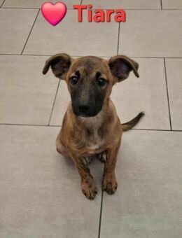 Tiara - wünscht sich eine Familie - Höchst (Odenwald)