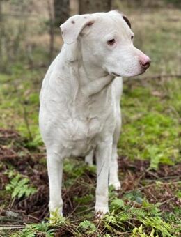 Pina sucht ihr Zuhause für Immer - Laatzen