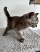 Süße Katzenprinzessin sucht liebevolles Zuhause in 47051