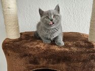BKH Kitten - Erkrath (Fundort des Neanderthalers)
