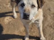 Seelenhund Cassey sucht ruhiges Zuhause. - Mannheim
