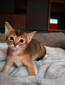Abessinier katzen in 49661