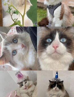 Ragdoll Pärchen - Dortmund