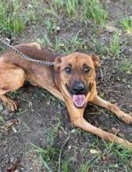 Christoffer: Sucht ein Zuhause - Kirchzell