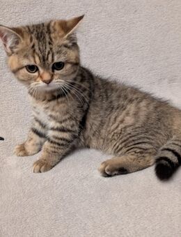 BKH Kätzchen/ Kitten - Peine