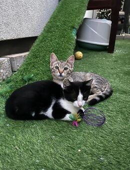 2 kleine Kater zu vermitteln - Stelle