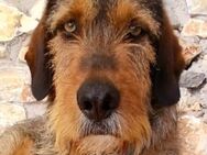 Simba - ein Pechvogel - Bergkirchen