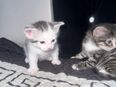 Ekh kitten suchen neues Zuhause in 48477