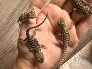 Bartagame Baby Pogona Vitticeps - Weiden (Oberpfalz)