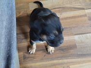 Unser Teddy sucht noch ein zu Hause - Halberstadt