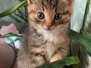 BKH Mix Kitten sucht ein Zuhause - Marl (Nordrhein-Westfalen)