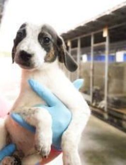 Speedy Gonzales möchte losflitzen! - München