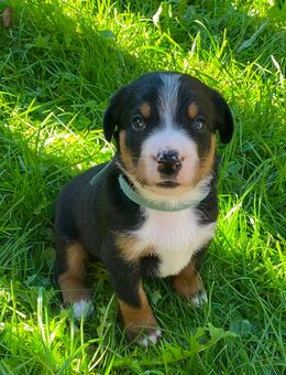 Swissydog Welpen: Große Schweizer Sennenhund - Appenzeller Sennenhund Welpen - Brannenburg