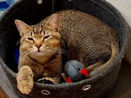 Katze abzugeben - Duisburg