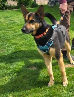 aktive Schäfermix-Hündin Zeena - Tübingen