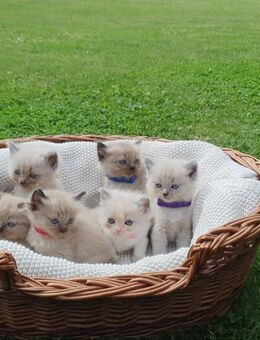 Ragdoll-Kitten - Wurf 20.04.2025 - seltene Blue Mink Point-Mutter - 2 Kitten noch zu haben - Cloppenburg