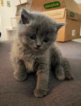 BKH Kitten - Frankenhardt