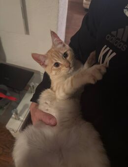 Drei rote sibirische Waldkatze Mix Kitten - Rehlingen-Siersburg