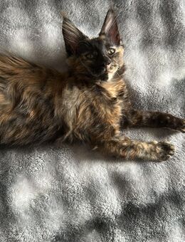 Maine Coon Mädchen - Stuttgart