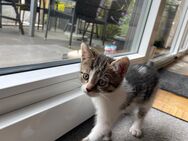 EKH Kitten suchen liebevolles Zuhause - Mettmann